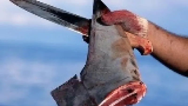 Un réseau de poker ferme ses portes aux joueurs trop agressifs