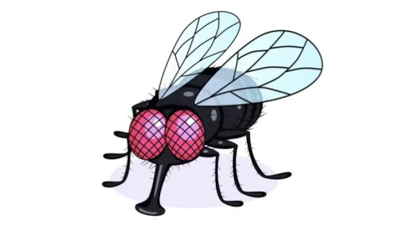 Le syndrome de la mouche